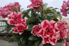 玫瑰为什么会死掉？花卉死亡的主要原因及救治方法