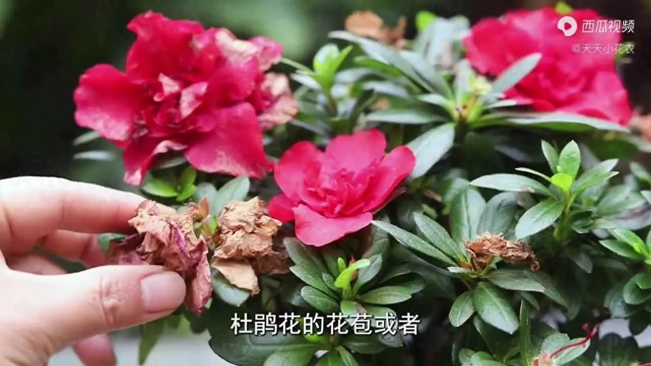 盆栽杜鹃为什么落叶？杜鹃花苞和叶片发黑、掉落？