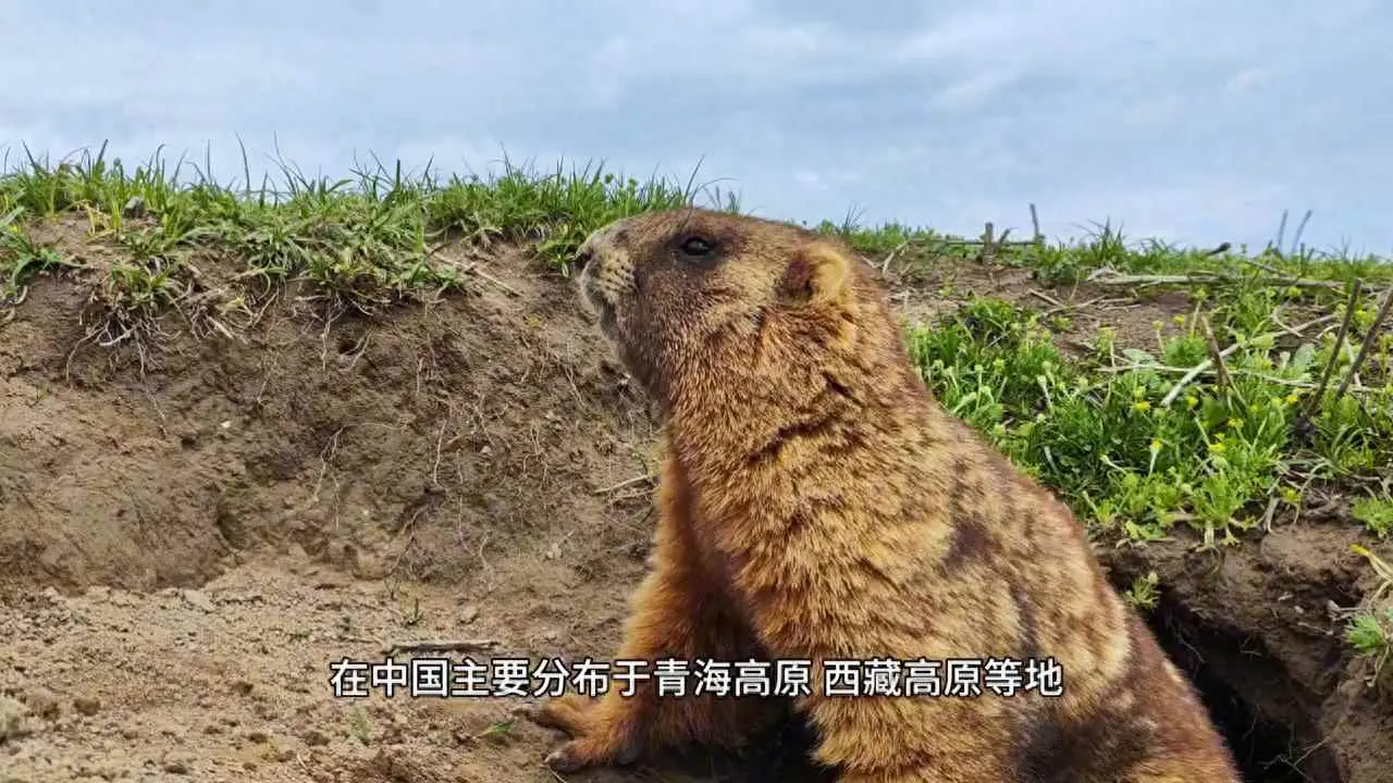 土拨鼠为什么怒吼？土拨鼠的生活习性