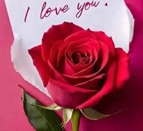 为什么玫瑰象征爱情