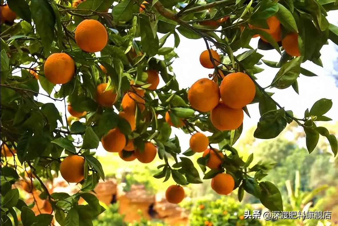 为什么橘树会掉果呢？柑橘裂果、落果原因如何防止