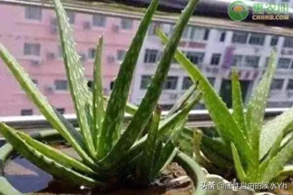 为什么芦荟叶子坏了？芦荟能不能在阳光下暴晒？