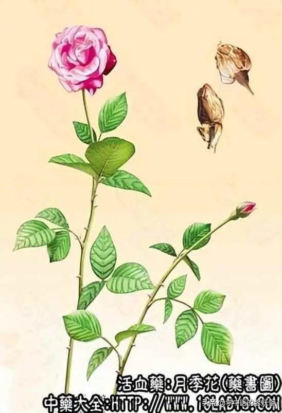 为什么要种月季？疏肝解郁之月季花