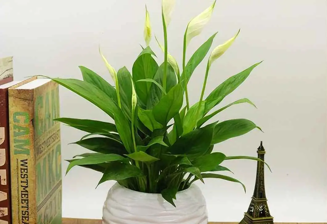 白掌为什么黄？盆栽植物叶子发黄怎么办？