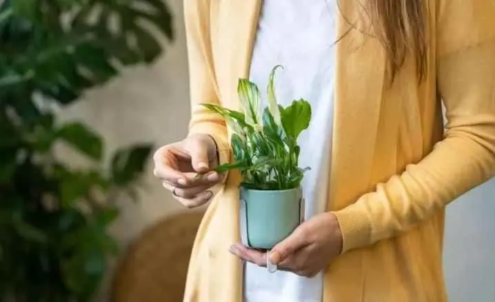 为什么植物叶子变黑？植物叶片有时候还发暗发黑，是什么原因