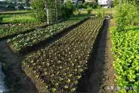 为什么要在春季移栽？春季栽植树木要点解析