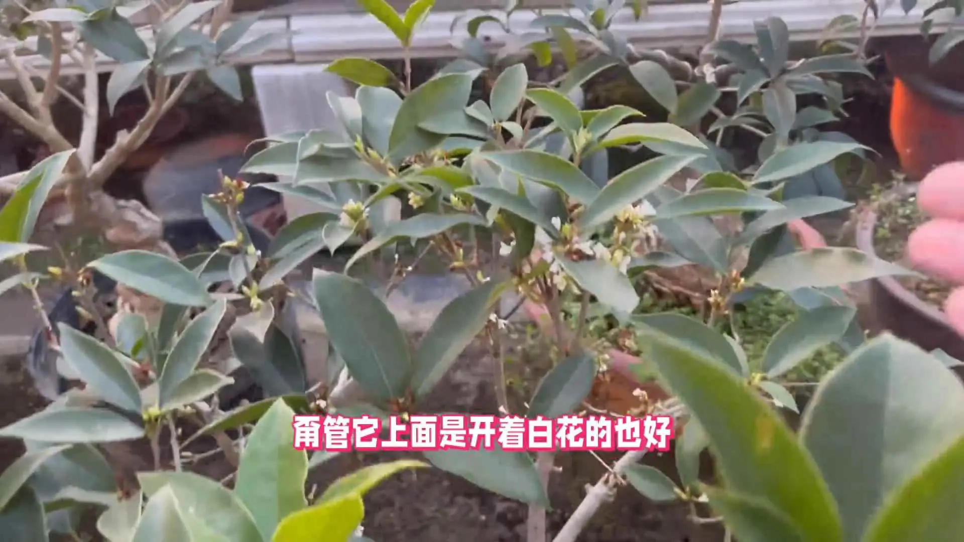 盆栽桂花为什么不长叶？冬季桂花只开花不长叶子怎么回事？