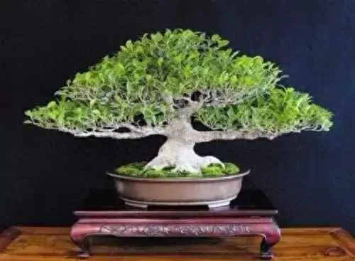 为什么盆景根很大？想让盆景植物根部变粗？