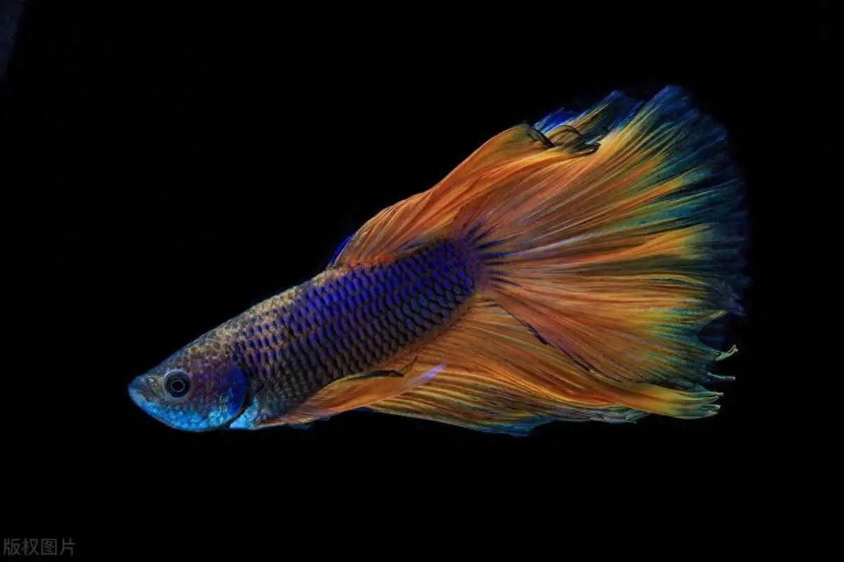 斗鱼为什么单独养？斗鱼养殖全攻略：从入门到精通