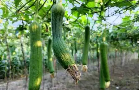 丝瓜叶为什么黄？丝瓜新叶发黄老叶有黄点是怎么造成的