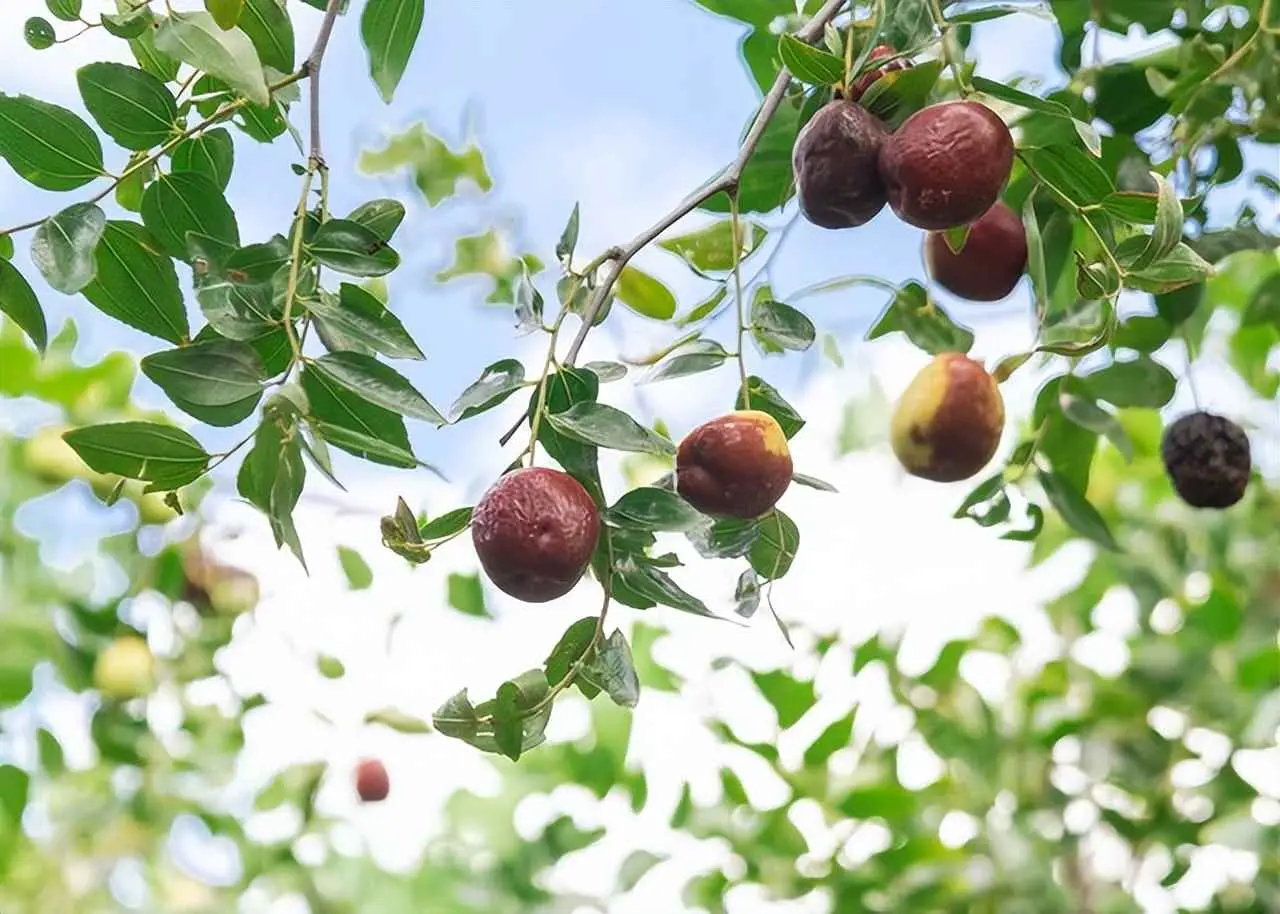 枣树为什么掉枣？枣树落花落果严重，啥原因？