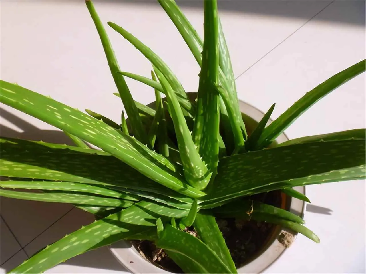 芦荟为什么会烂了？夏天芦荟烂根别急扔，快挖出来洗洗根