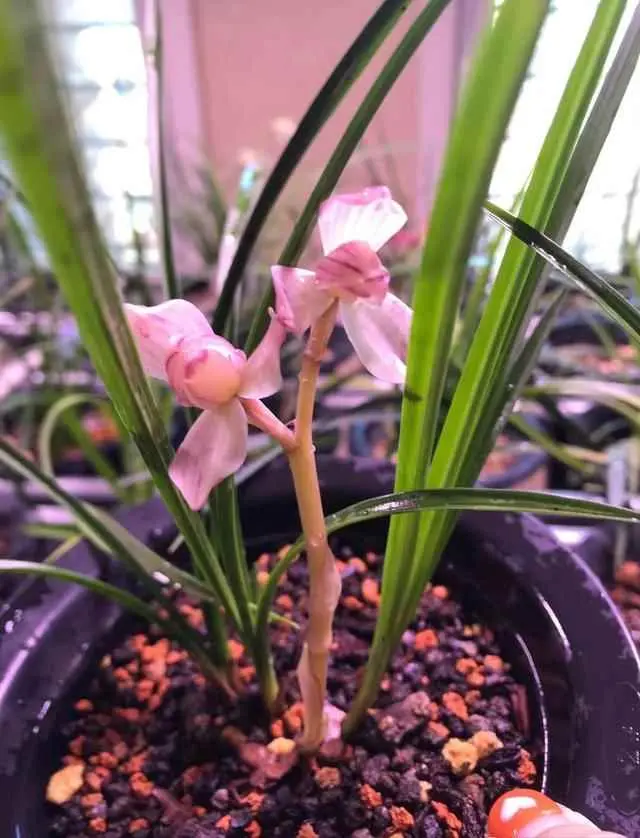 兰花为什么黄叶了？兰花叶片突然发黄，其实是在释放“求救信号”