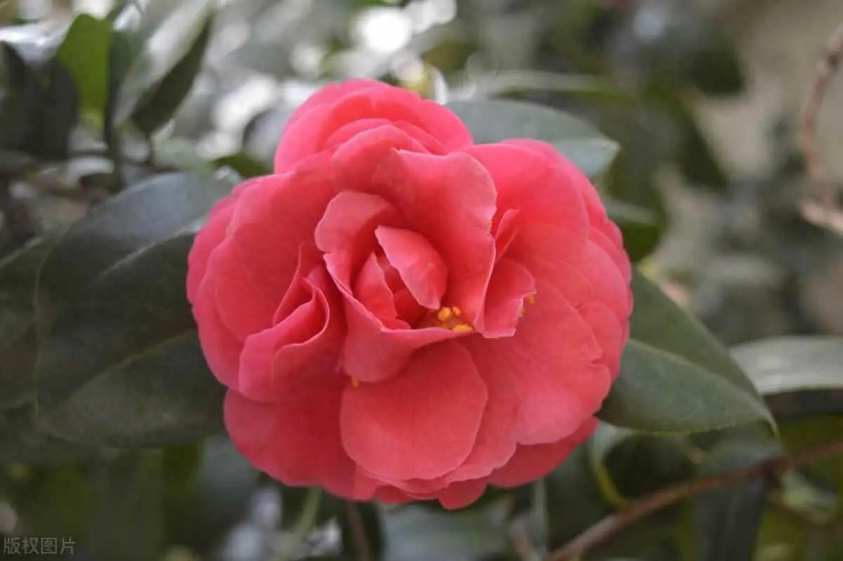 茶花为什么掉花蕾？茶花掉花苞的原因