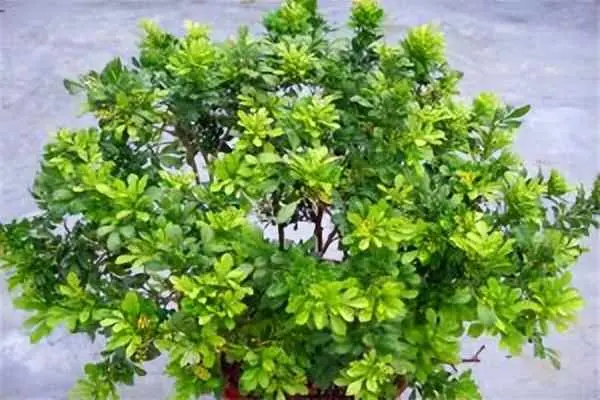 米兰为什么会开花？花百科——米兰花