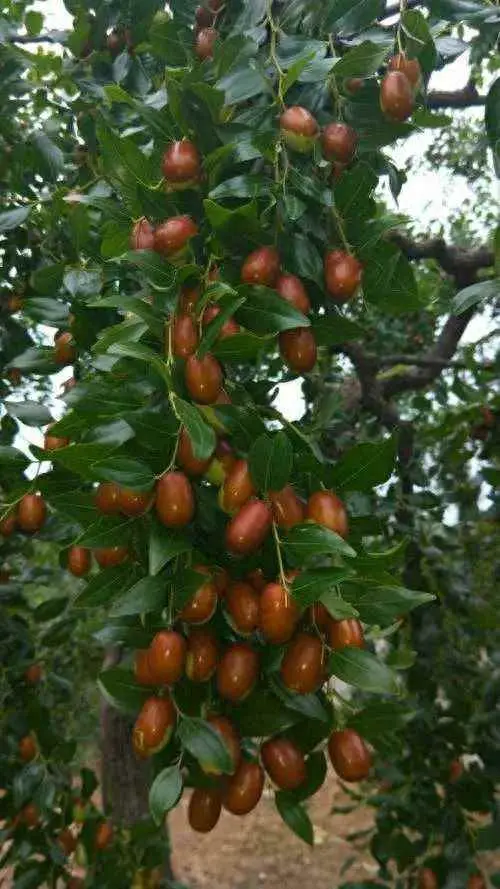 枣树为什么不能浇水？为什么枣树不喜欢浇水？你了解它的“水性”吗？