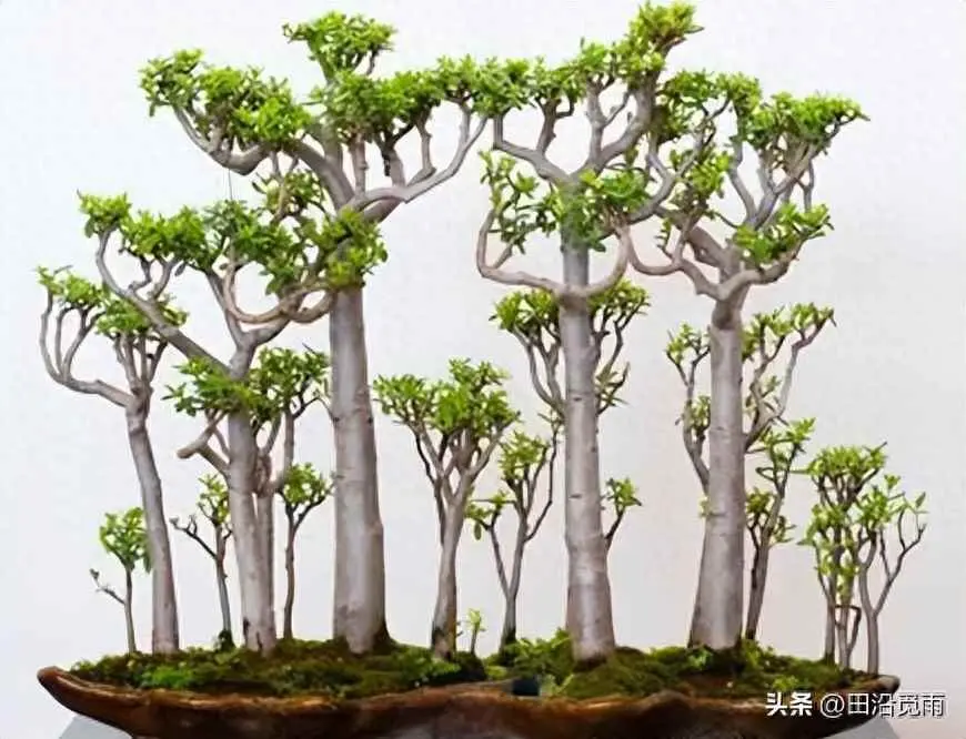 玉树为什么换盆？养玉树有窍门，做好几点