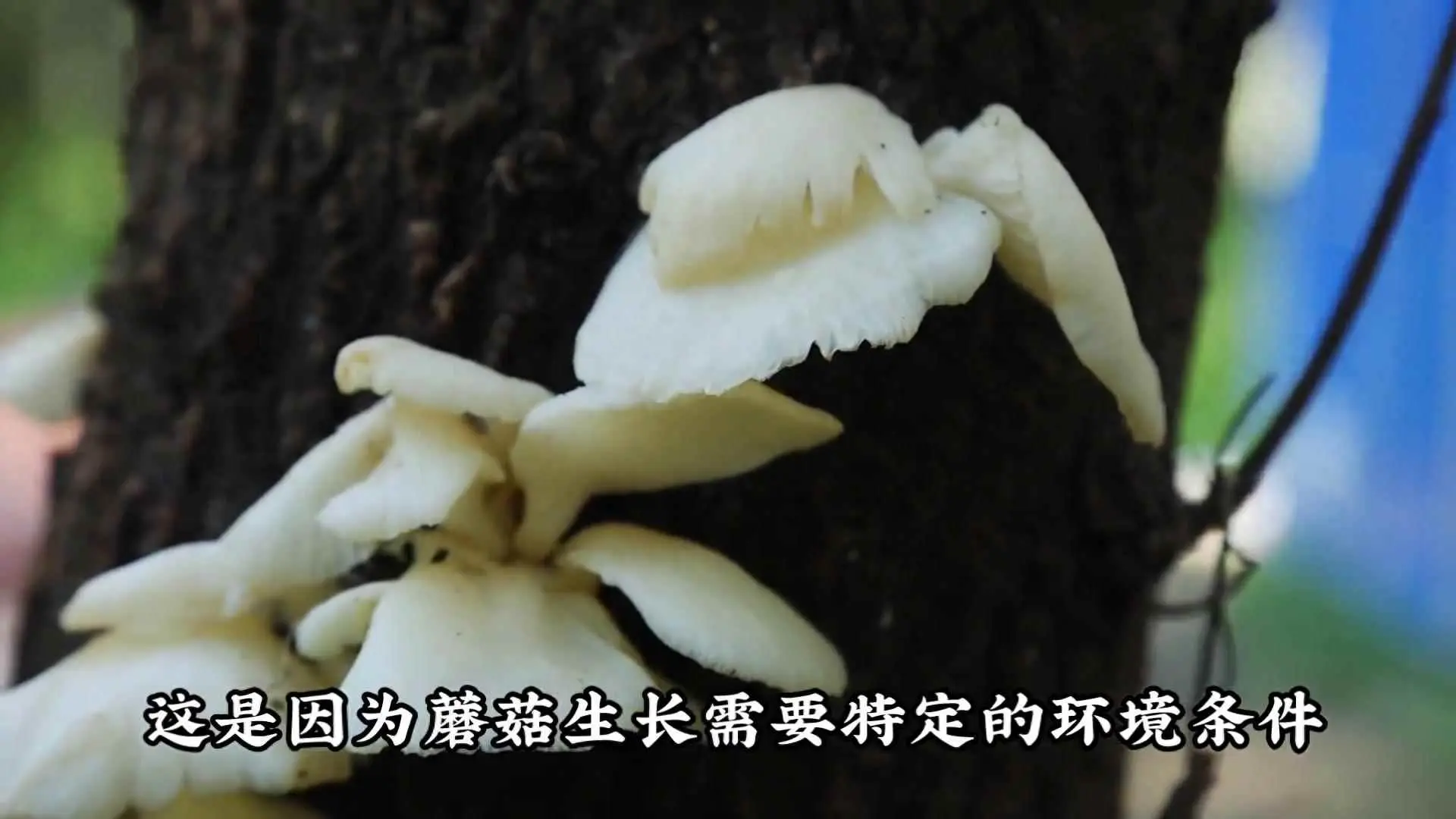 地板为什么长菇？为什么下雨后，地上会长出很多蘑菇来？