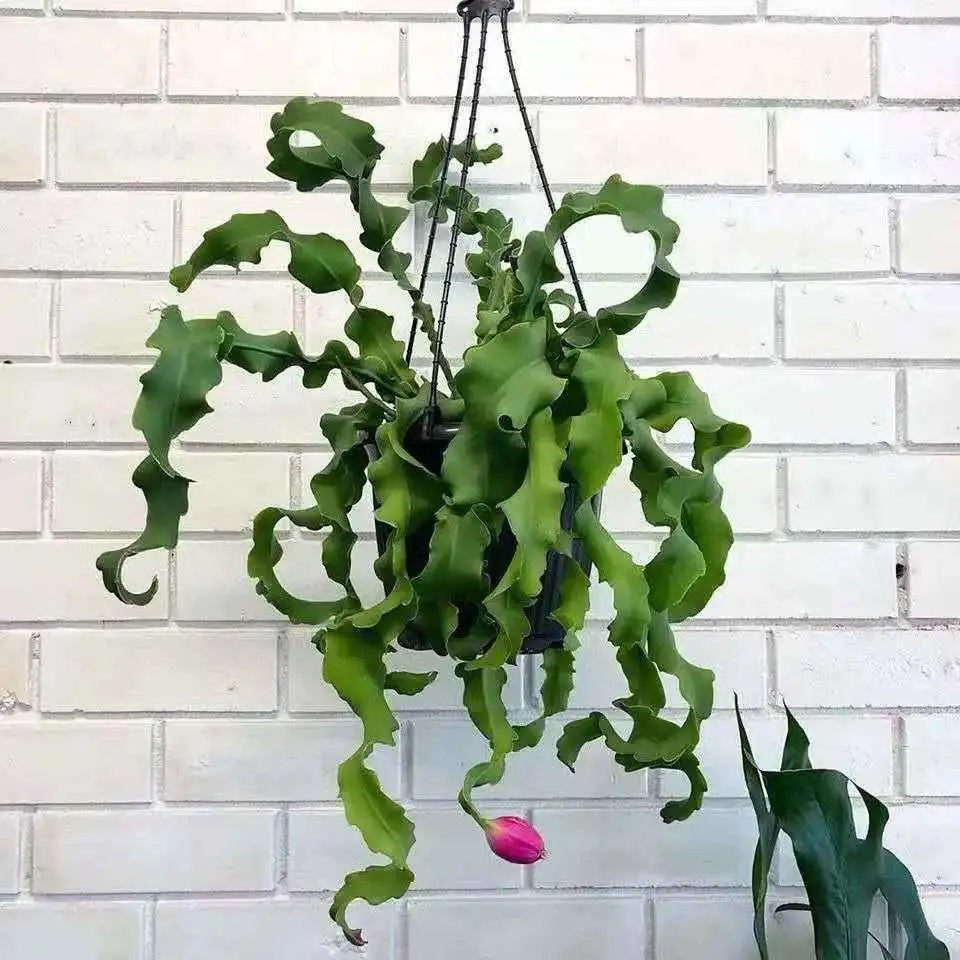 吊兰为什么卷叶？5种卷叶花，叶子天生“自来卷”