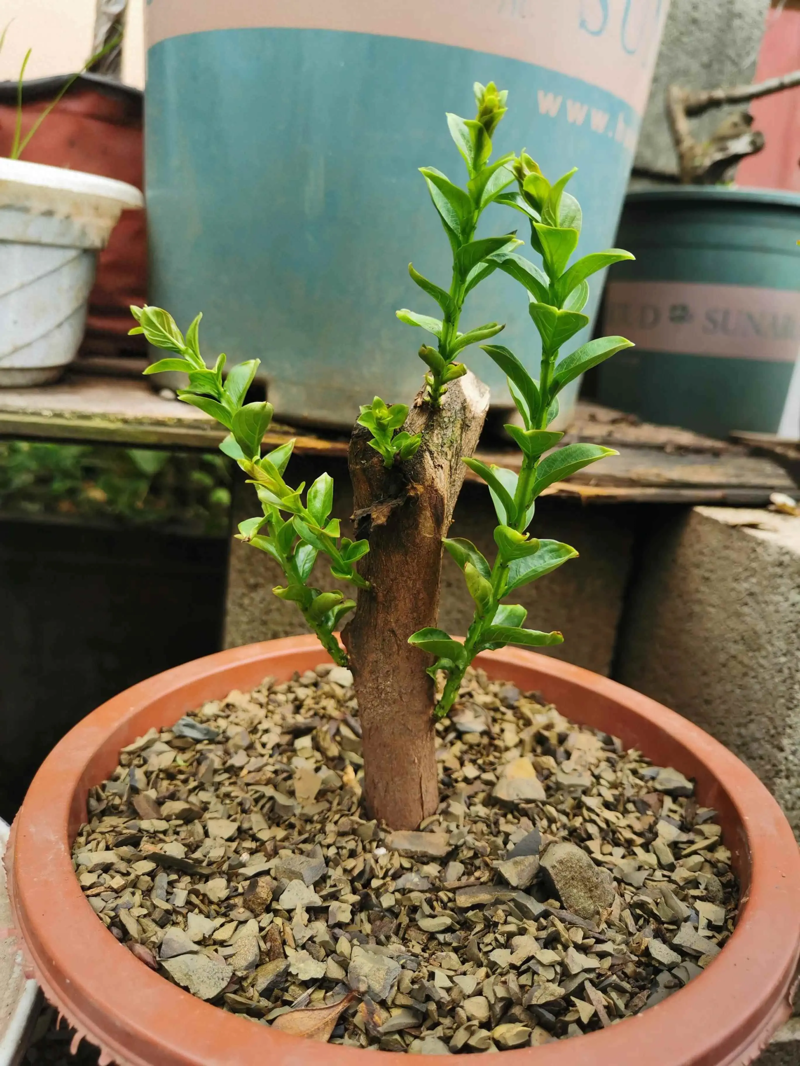 嫁接月季为什么会枯枝？嫁接8大死亡原因，如何避免？