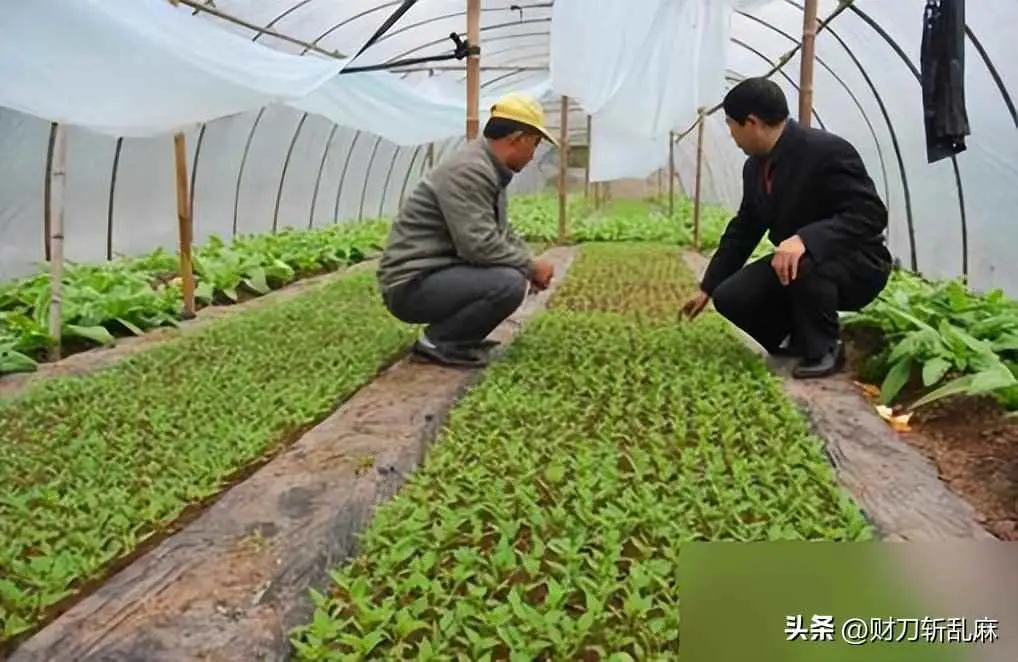 蔬菜小苗 为什么倒地？蔬菜幼苗发生猝倒病和立枯病