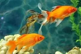 金鱼为什么沉底不动怎么治？金鱼趴缸底的最佳治疗