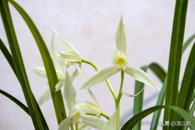 大蕙兰为什么枯死？兰花枯叶死棵啥原因？6因素影响
