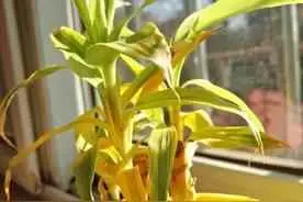 花卉为什么叶黄？盆栽花卉叶片发黄的防治方法