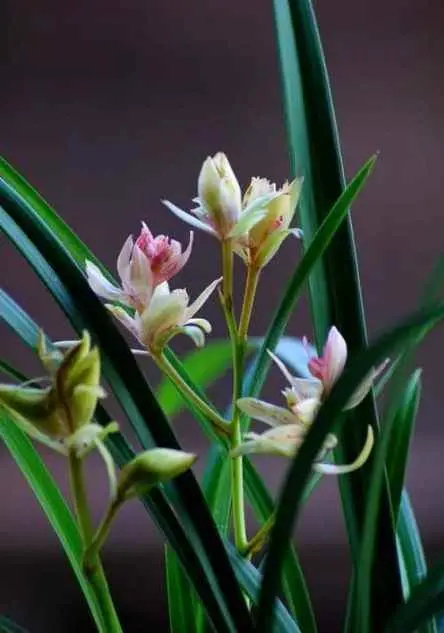 兰花为什么 开在春天？兰花是在春天开花吗？