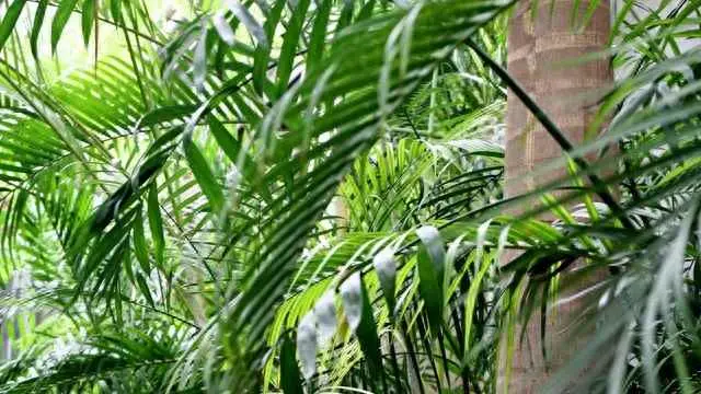 散尾葵为什么会倒向一边？散尾葵叶片向下披？