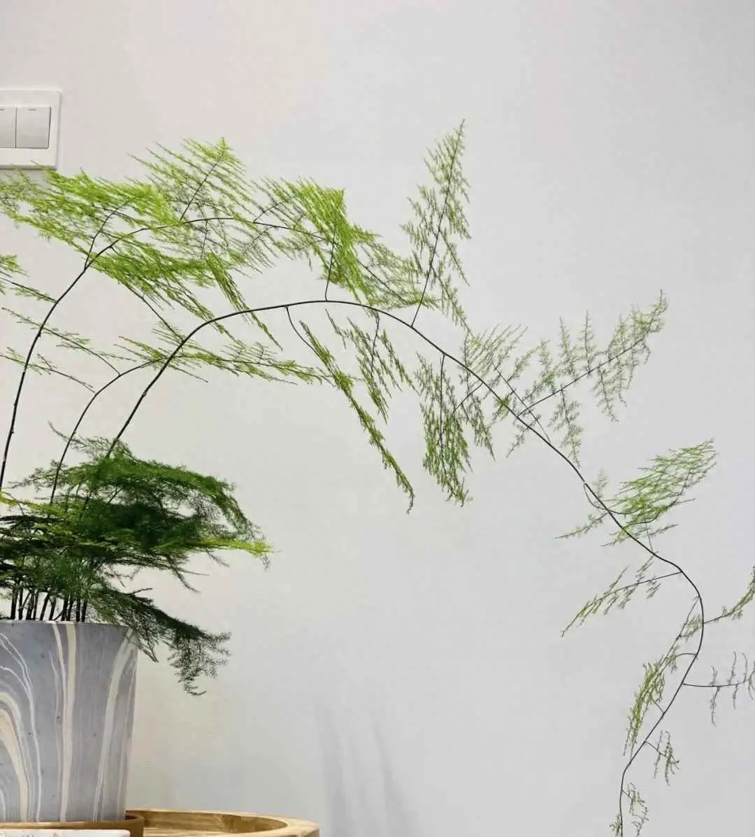 文竹为什么会长藤蔓？文竹有一个“生长密码”