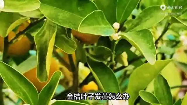 金桔叶子为什么发黄？ 金桔叶子发黄了怎么治？