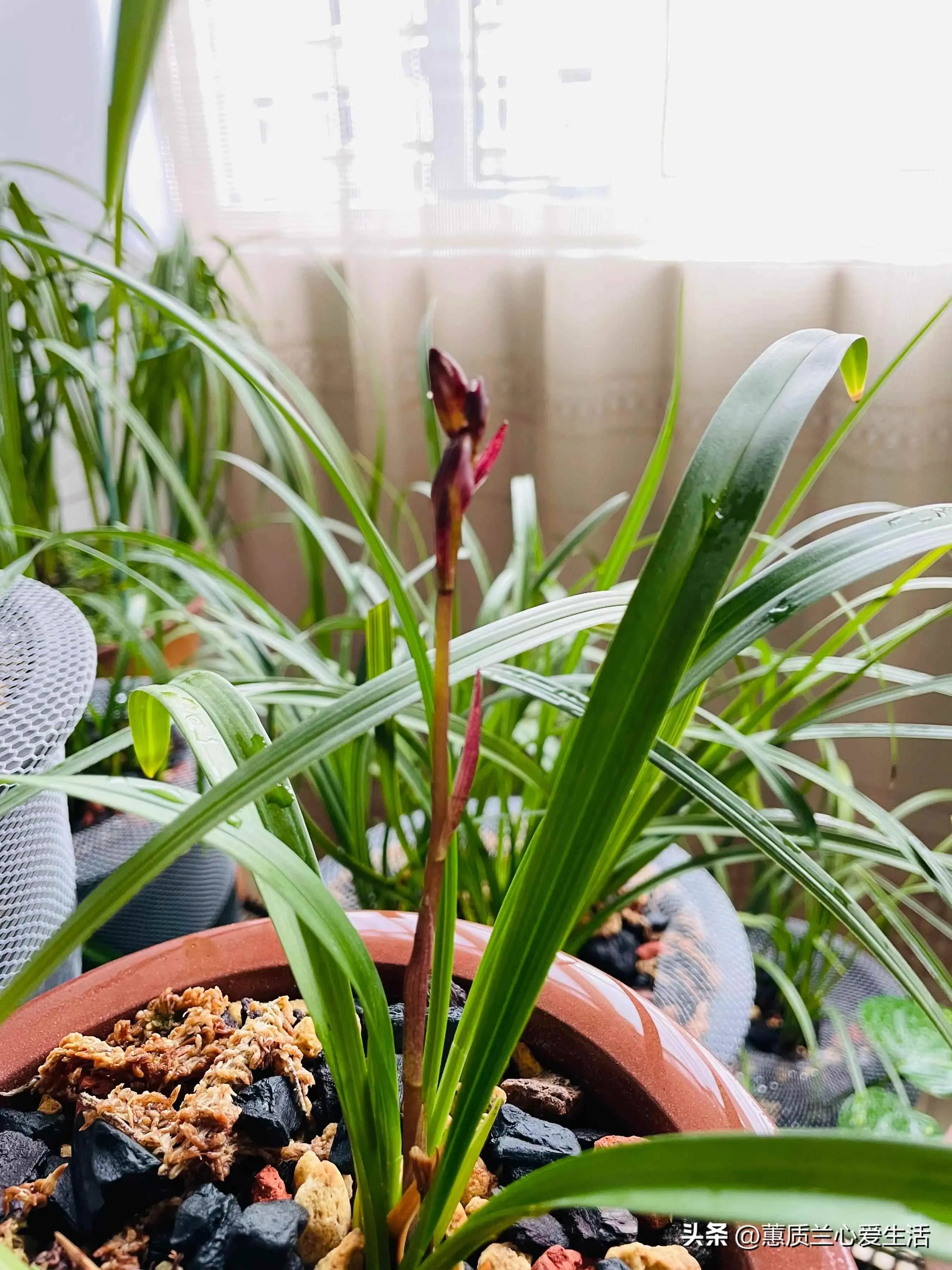 吊兰为什么黄叶尖？叶子发黄的原因 和 应对措施