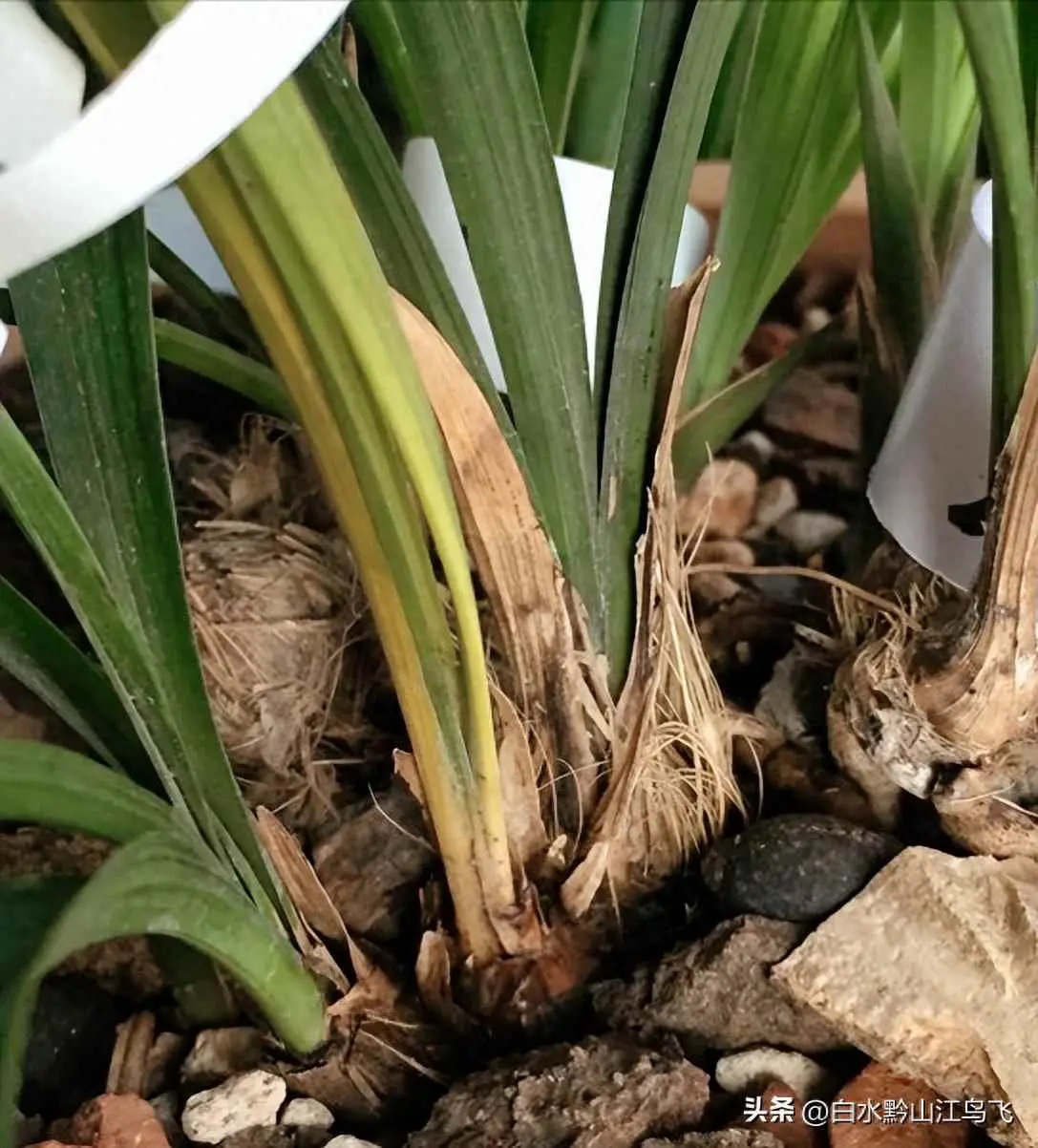 富贵树为什么黄叶？大富贵叶子黄了，是退草还是茎腐？