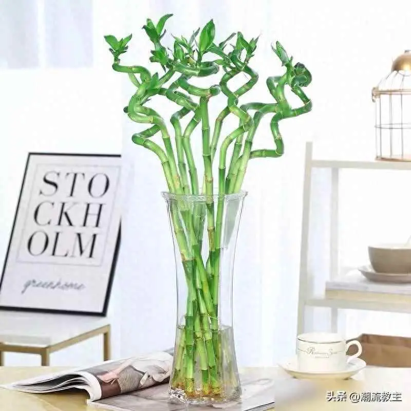 竹子为什么会被冻伤？冬天养富贵竹有“五怕”