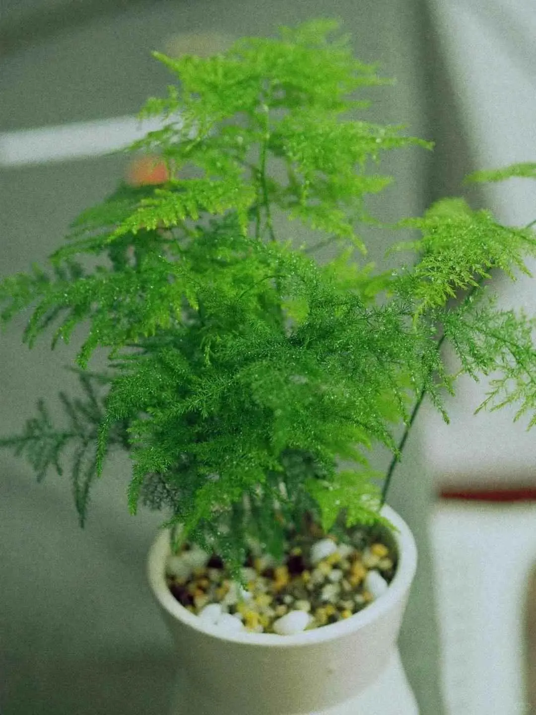 文竹为什么会枯萎？90%的人冬天都养死文竹！