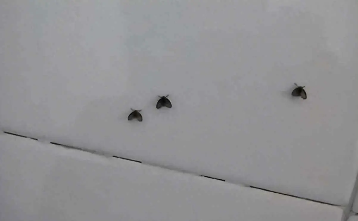 为什么浴室会有虫子？卫生间里这种出现这种小虫