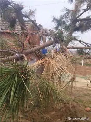 松为什么黄了？油松枝梢枯黄为哪般？