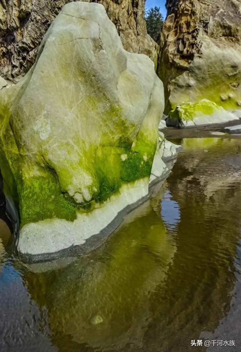 鱼缸为什么会臭水？鱼缸水发臭怎么解决？