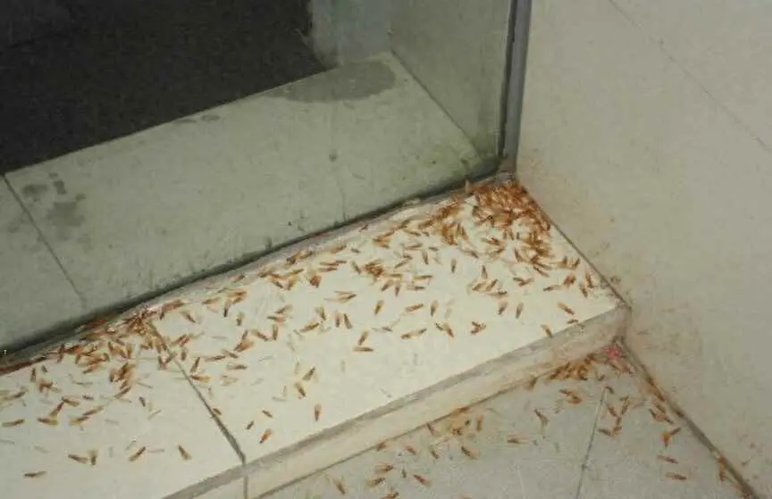 为什么潮湿长虫？下雨后虫子为什么特别多？