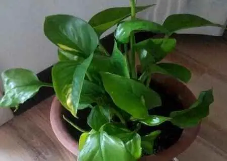 绿萝为什么变小？绿萝叶子越长越小怎么办？