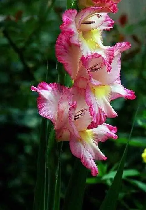 剑兰为什么强？唐菖蒲又名剑兰