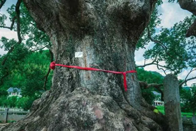 樟树为什么香香臭臭的？樟树是否属于杂树