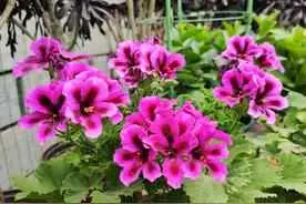 花叶为什么老死？花卉死亡原因探究