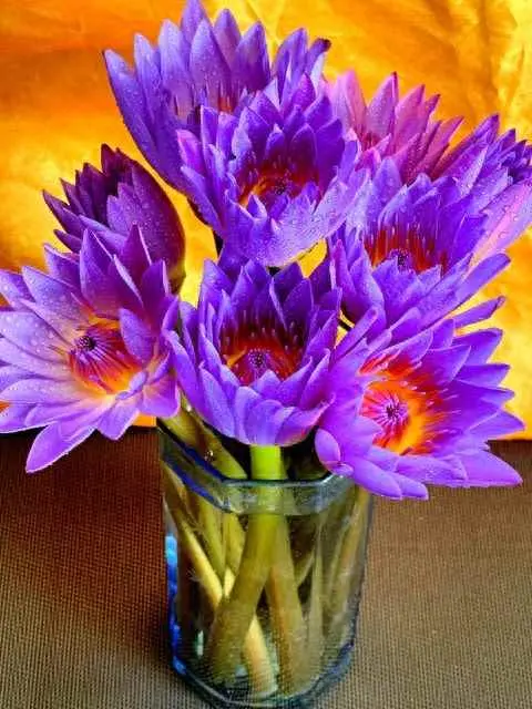 为什么切花不开？切花未开先枯怎么办？