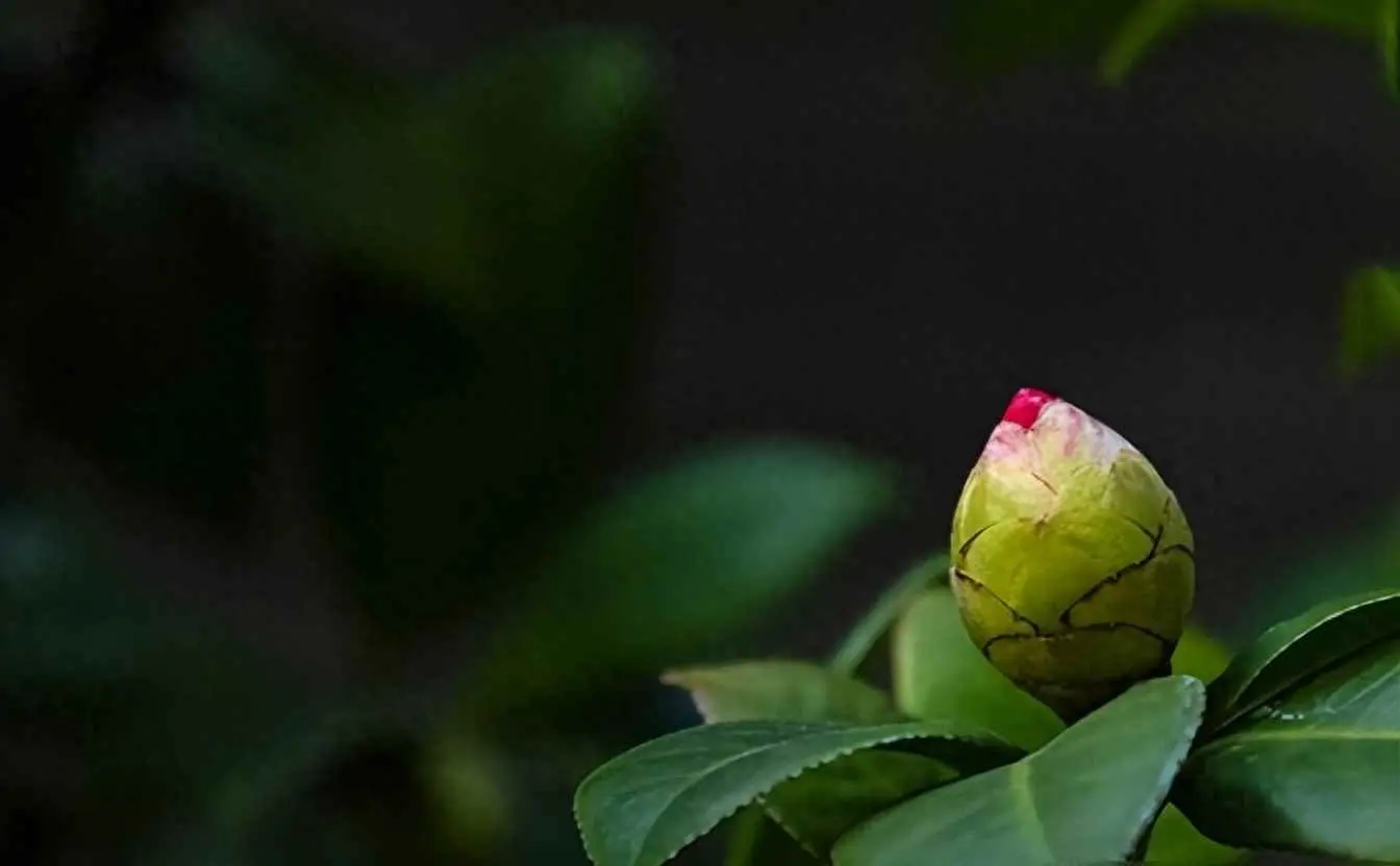 茶花为什么不打花苞？茶花还没长花苞？适当“虐一虐”