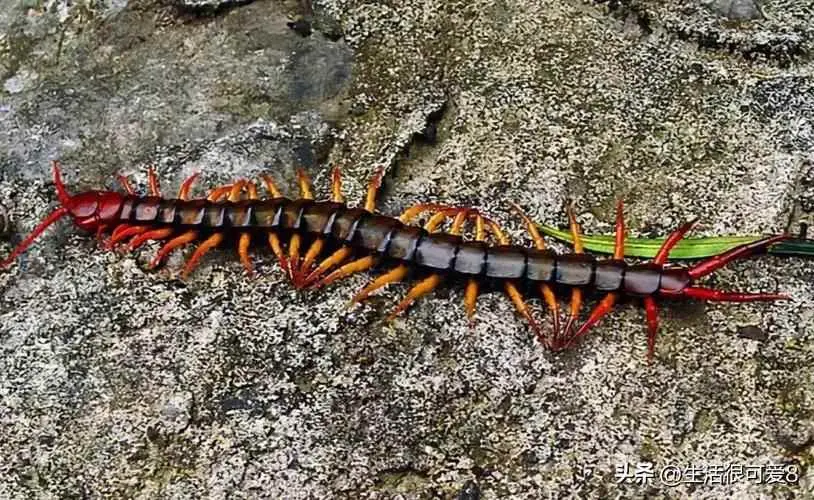 为什么飞蛾多蜈蚣就多？蜈蚣的神秘生活与惊人能力
