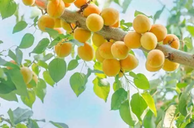 杏树为什么结果少？杏树怎么修剪才能硕果累累？