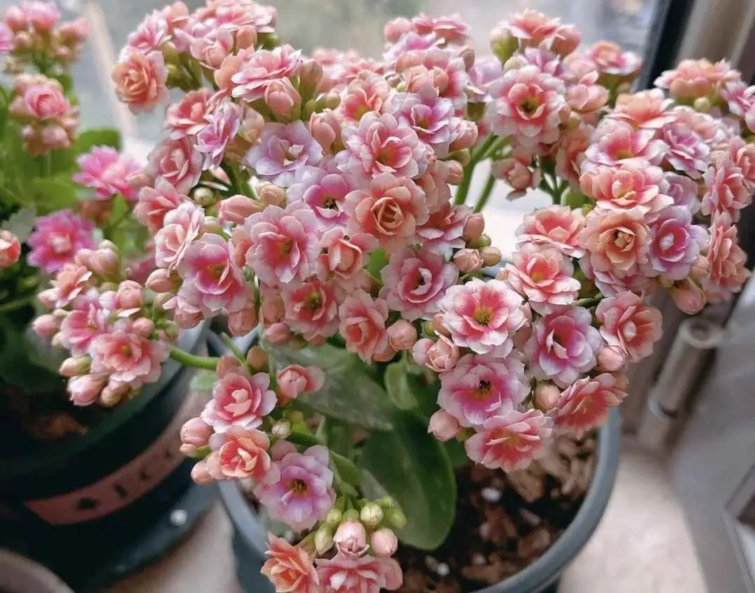 长寿花喂什么肥料好？长寿花最喜欢吃的肥料