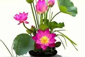 盆栽荷花为什么不长？在家养荷花有这么难吗？